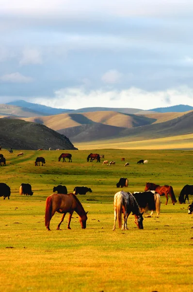 Horse on grasslands — Stock Photo, Image
