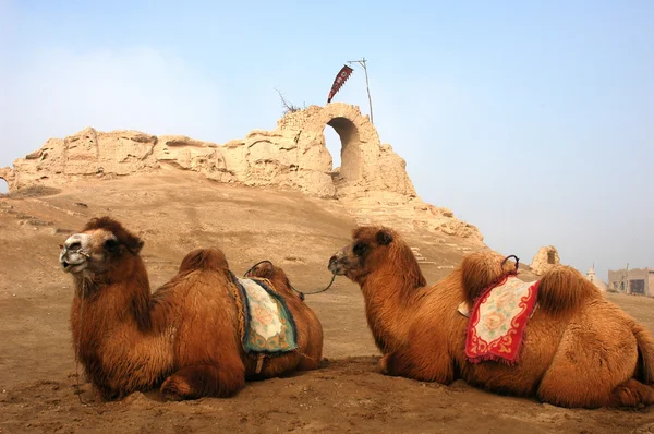 Верблюды Сидят Реликвий Древнего Замка — стоковое фото