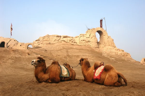 Верблюды у реликвий древнего замка — стоковое фото
