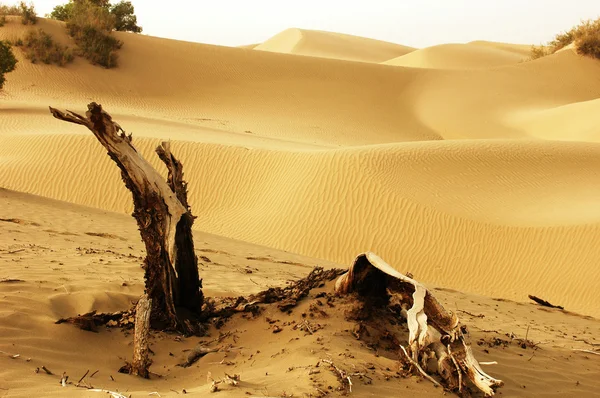 砂漠の景観 — ストック写真