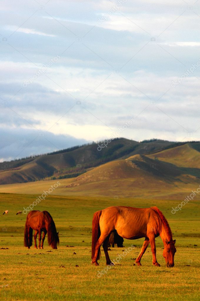 Horses on grasslands