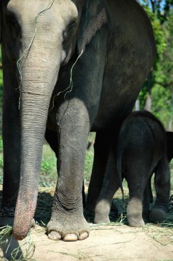 Nepal Asya fili görünümünü kapatmak