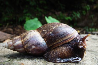 Closeup view of a field snail with shell clipart