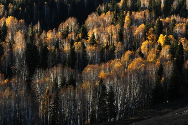 Bosque dorado en otoño — Foto de Stock