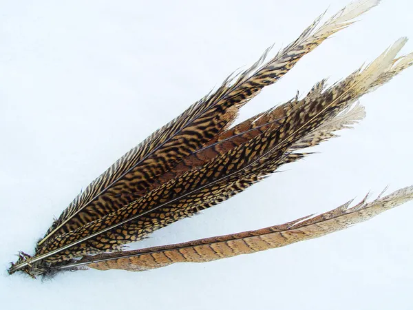 Birds feather — Stock Photo, Image