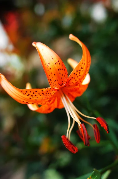 stock image Closeup view of a blooming wild lily flower