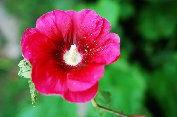 Vista Cerca Una Flor Hibisco Flor —  Fotos de Stock