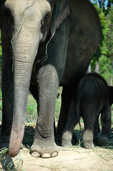 Vista Cerca Del Elefante Asiático Nepal —  Fotos de Stock