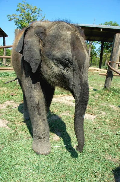 Elefante asiático —  Fotos de Stock