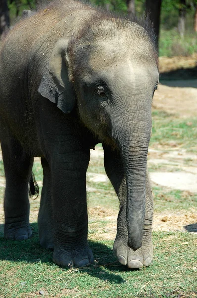 Närbild Bild Asiatisk Elefant Nepal — Stockfoto