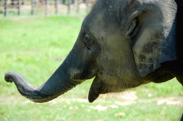 Vista Cerca Del Elefante Asiático Nepal —  Fotos de Stock