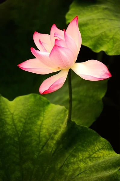Lótus em flor — Fotografia de Stock