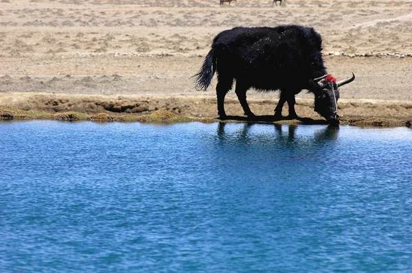 在湖边的黑牦牛 — 图库照片