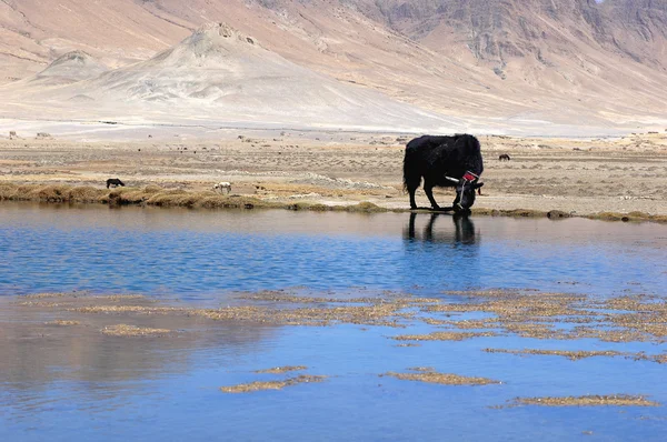 在蓝色湖畔西藏黑牦牛的景观 — 图库照片