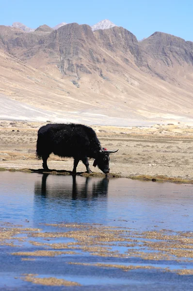 在蓝色湖畔西藏黑牦牛的景观 — 图库照片