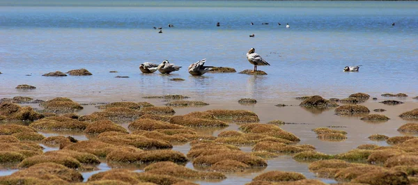 stock image Scenery of wild birds at the lakeside