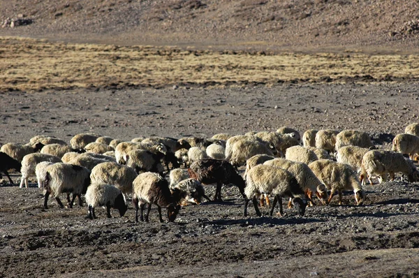 Schafe in Tibet — Stockfoto