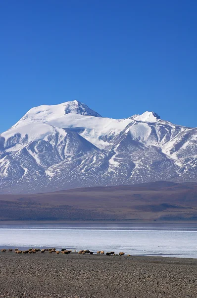 Paesaggio Montagne Innevate Lago Blu Tibet — Foto Stock