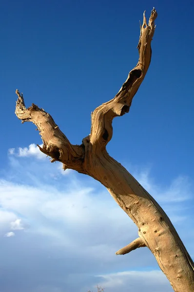 stock image Dead tree in the desert