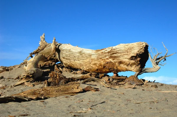 Dead tree in the desert — Stock Photo, Image