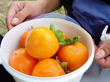 persimmons