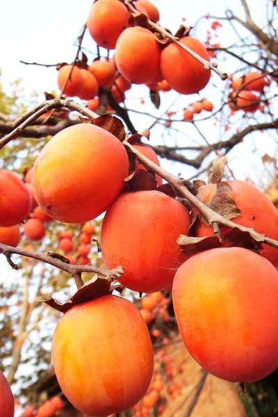 stock image Persimmons in branches