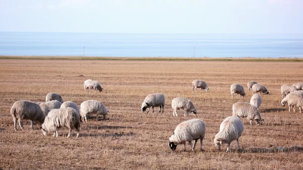 Owce na użytki zielone — Zdjęcie stockowe