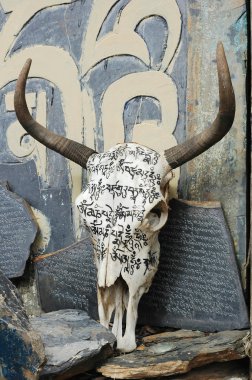 Yak skull in Tibet clipart