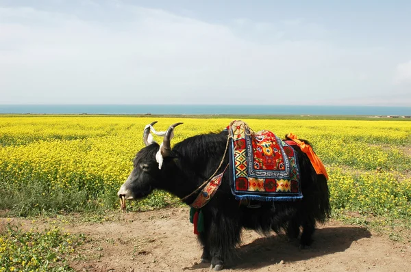 Yak in the rapeseed fields — Stock Photo, Image
