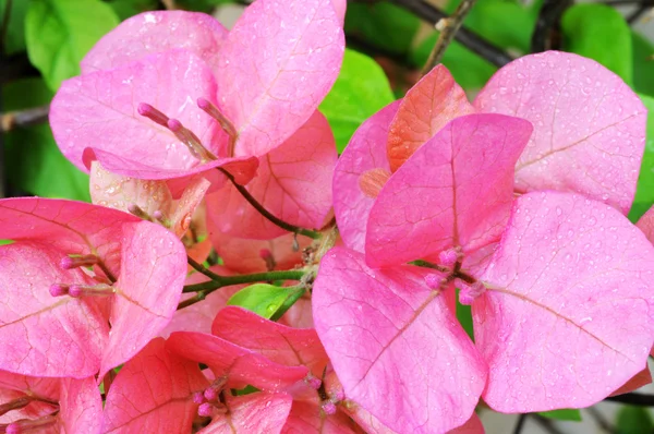 Bougainvillea rosa —  Fotos de Stock