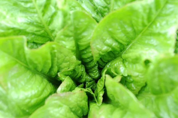 Spárga saláta — Stock Fotó