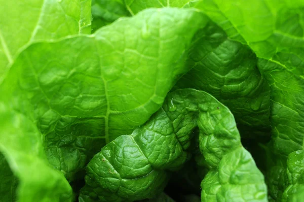 Celery cabbage — Stock Photo, Image