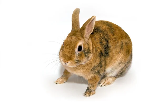 stock image Rabbit