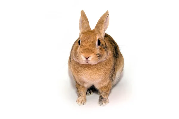 stock image Rabbit