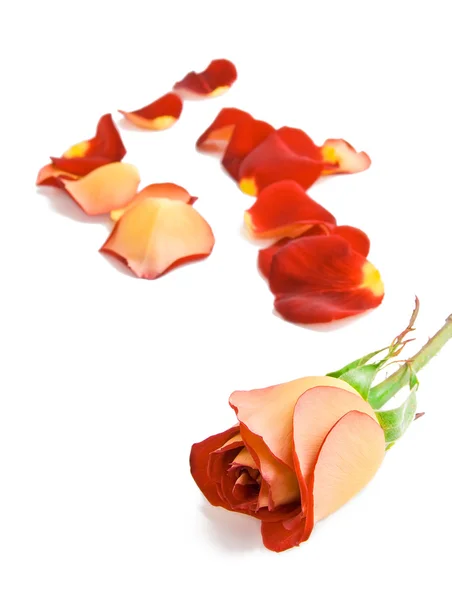 Rose och kronblad. Royaltyfria Stockfoton