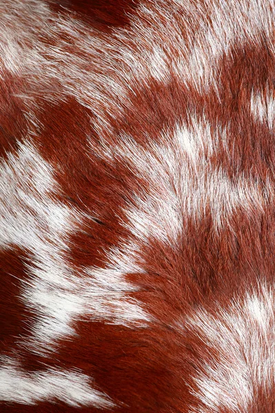 stock image The goat fur