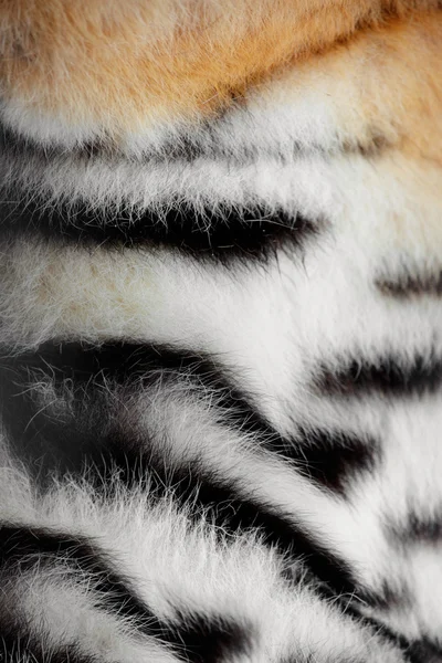 stock image Fur of a tiger