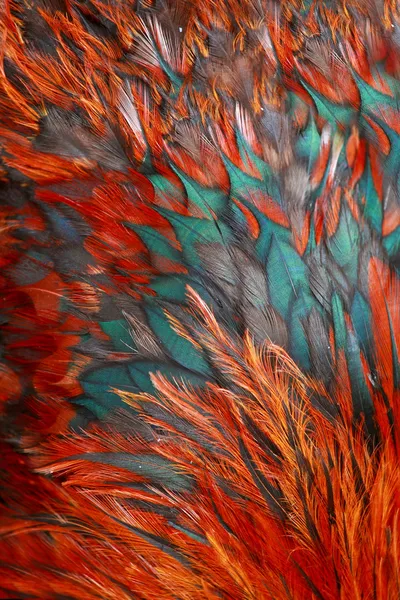 Bright brown feather — Stock Photo, Image