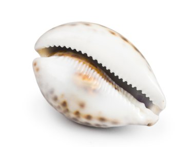 seashell isolated clipart