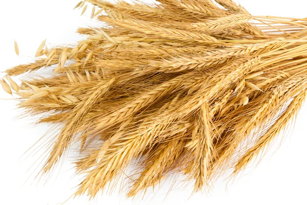 Пшениця конуси — стокове фото