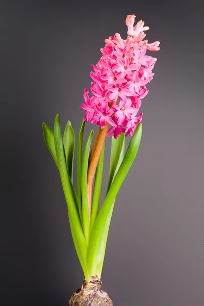 Flower hyacinth — Stock Photo, Image