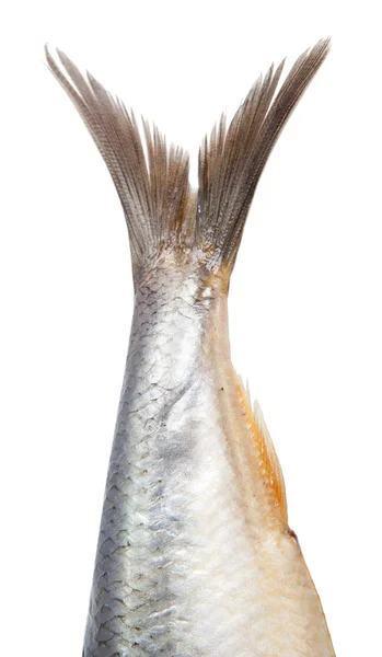 Ουρά ψάρια ρέγγα — Φωτογραφία Αρχείου