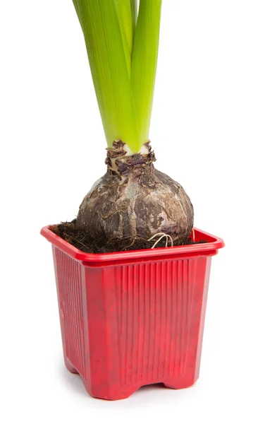 stock image Potted hyacinth orientalis