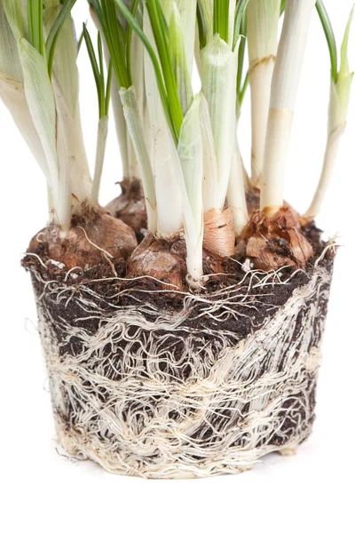 stock image Roots of a crocus