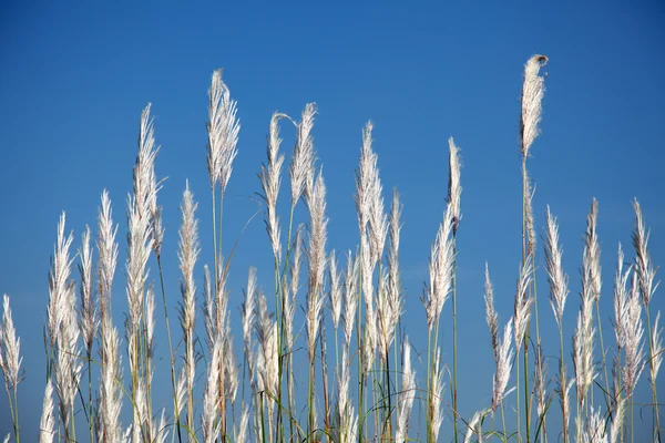 Fiori d'erba con sfondo cielo blu — Foto Stock
