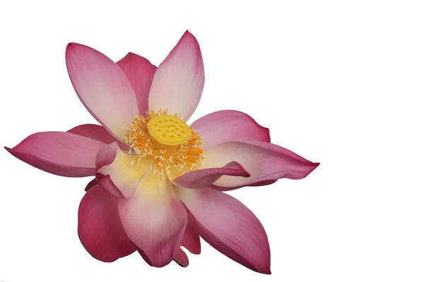 Pink Lotus Flower Isolated on White Background — Stock Photo, Image