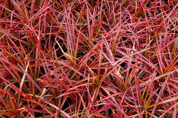 Texture delle foglie rosse — Foto Stock