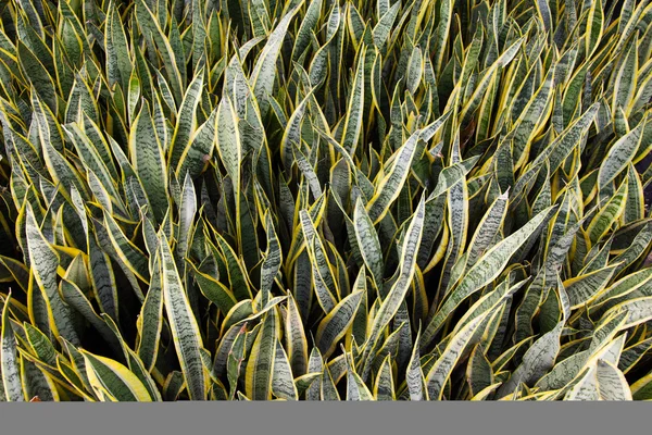 Texture di foglie lunghe — Foto Stock