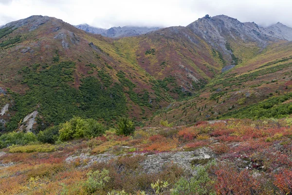 Herbstlandschaft Denali Nationalpark Alaska — Stockfoto