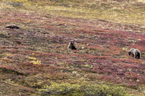 stock image Grizzlies at the park road in Denali National Park